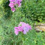 Malva alceaFlower