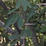 Gymnosporia buxifolia Leaf