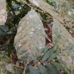Dorstenia kameruniana Лист