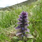 Ajuga pyramidalis Fleur