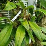 Bulbophyllum facetum ശീലം