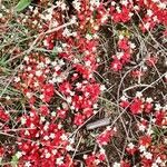 Saxifraga rosacea Fleur