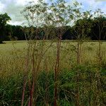 Chaerophyllum bulbosum Характер