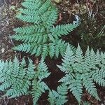 Dryopteris expansa Elinympäristö