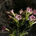 Nicotiana tabacum Blüte