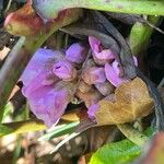 Bergenia crassifolia 花