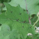 Solanum stramoniifolium Lehti