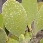Phoradendron robustissimum Leaf