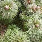 Paeonia tenuifolia Blatt