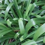 Agapanthus africanus Leaf