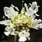 Lomelosia rutifolia Flower