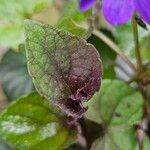 Viola labradorica Leaf