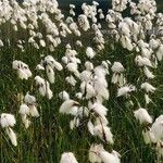 Eriophorum angustifolium ശീലം