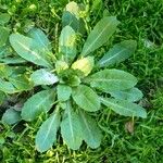 Lactuca virosa Leaf