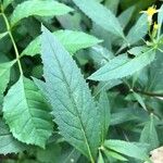 Senecio ovatus Leaf