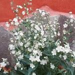 Omphalodes linifolia Λουλούδι