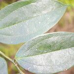 Satyria meiantha Hoja