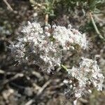 Eriogonum fasciculatum Blüte