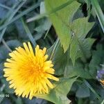 Taraxacum campylodesKukka