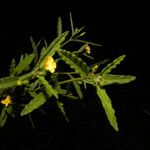 Piriqueta cistoides Leaf