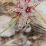 Trifolium stellatum Frutto