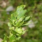 Cruciata glabra Blad