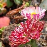 Bellis rotundifolia Flower