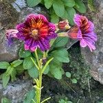 Salpiglossis sinuata Çiçek