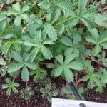 Potentilla nepalensis Hoja
