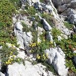 Helianthemum oelandicum Habitat