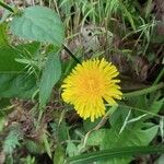 Taraxacum campylodesFlor