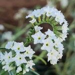 Heliotropium longiflorum Fleur