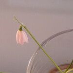 Acis rosea Flower