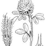 Trifolium diffusum Autre