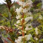 Dracophyllum ramosum