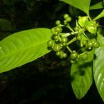 Psychotria racemosa Deilen