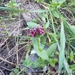 Fedia graciliflora 花