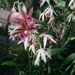 Calanthe tankervilleae Flower