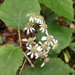 Pericallis appendiculata Flower