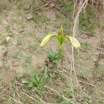 Crinum ornatum Floare