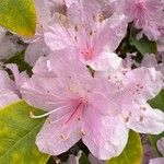 Rhododendron minus Flor