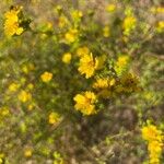 Holocarpha heermannii Flor