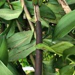 Epidendrum porphyreum Plod