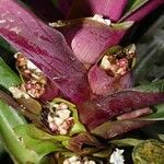 Tradescantia spathacea Цвят