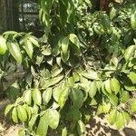 Cinnamomum verum Blatt