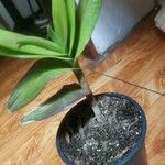 Epidendrum ibaguense Levél