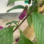 Lantana trifolia Fruit