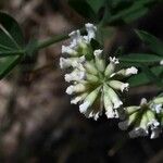 Dorycnium pentaphyllum Floare