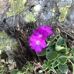 Primula hirsuta Blomst