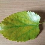 Morus alba Blatt